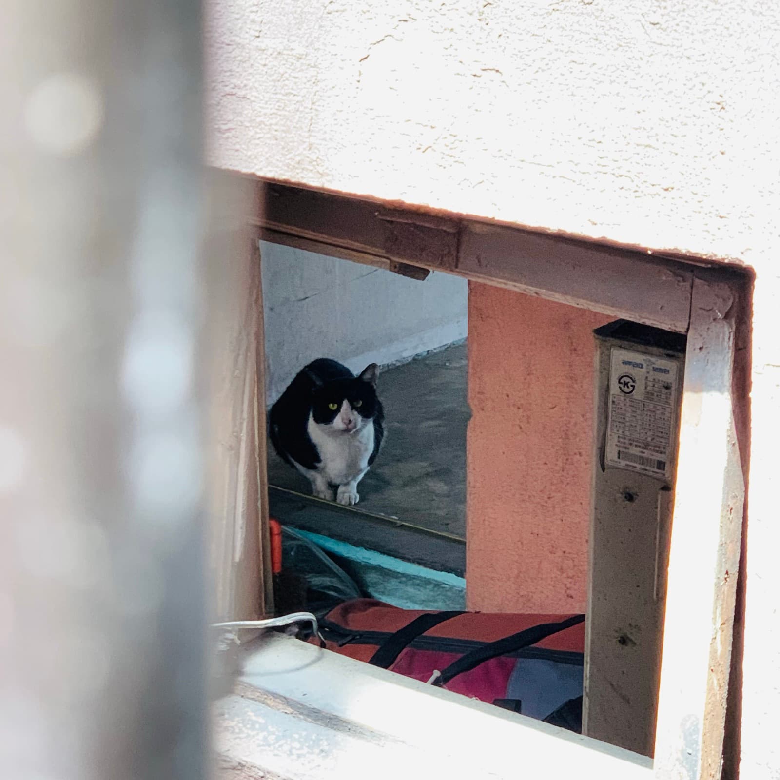 담벼락 창틀 너머로 내다보는 흑백 고양이.